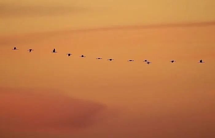 Affittacamere El Olivo